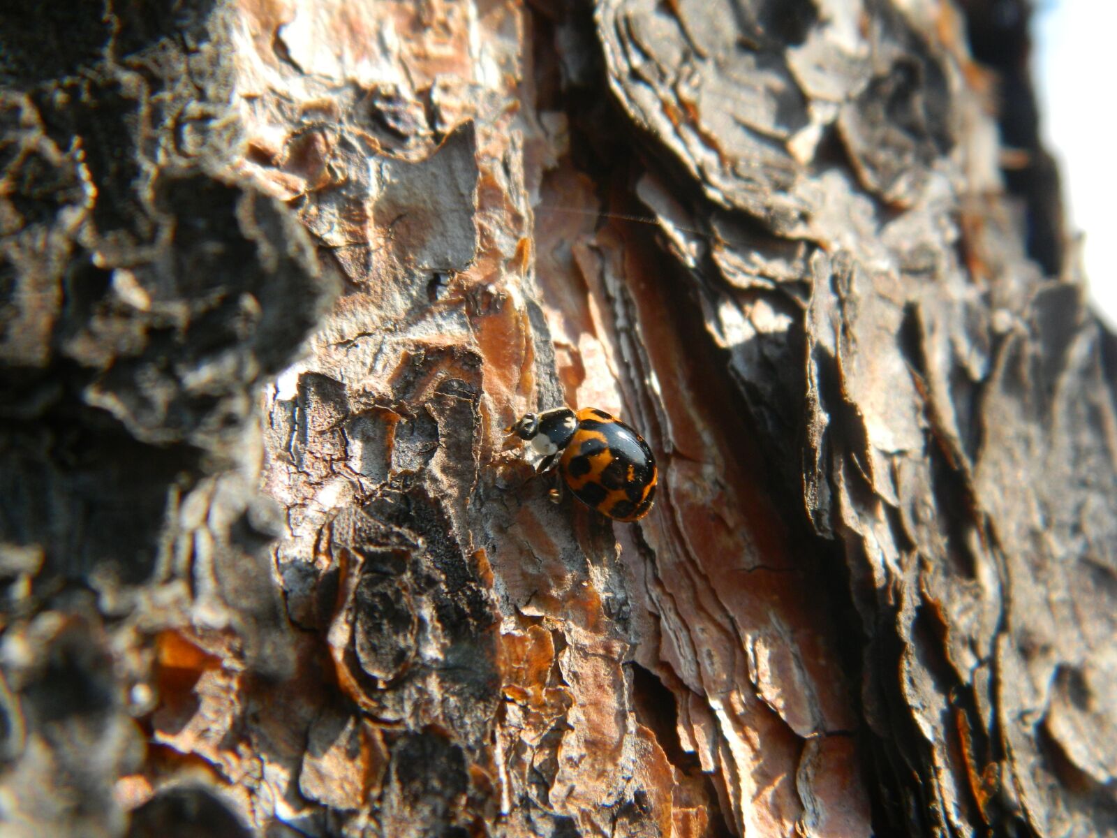 Nikon Coolpix L120 sample photo. Bug, beetle, insect photography