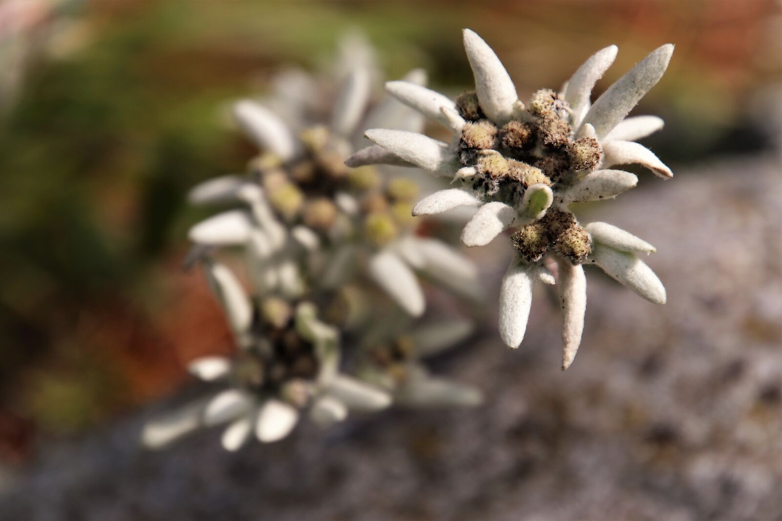 Canon EOS 80D sample photo. Plant, gray, mountain photography
