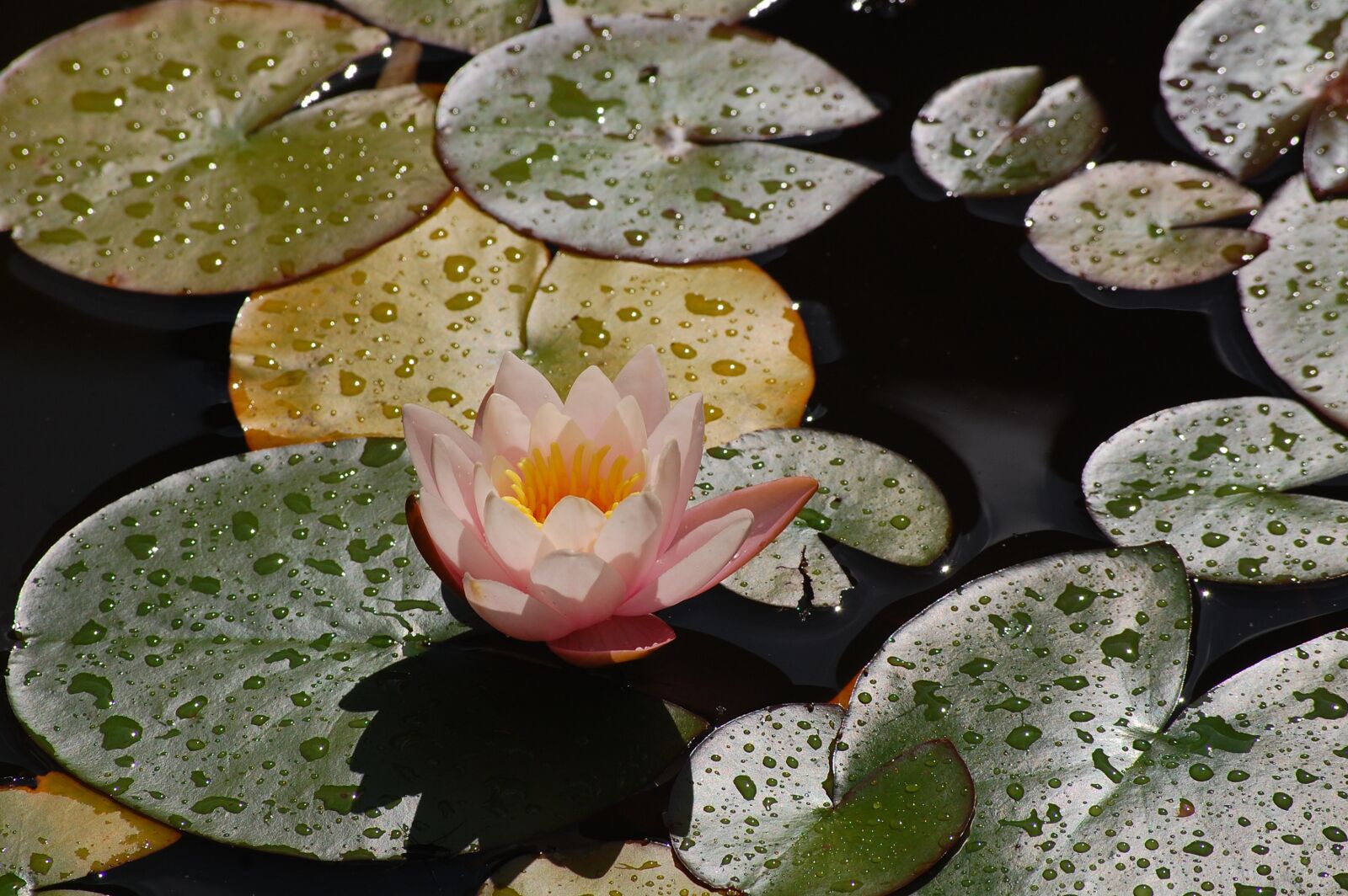 Nikon D40 sample photo. Water lily, pond, aquatic photography