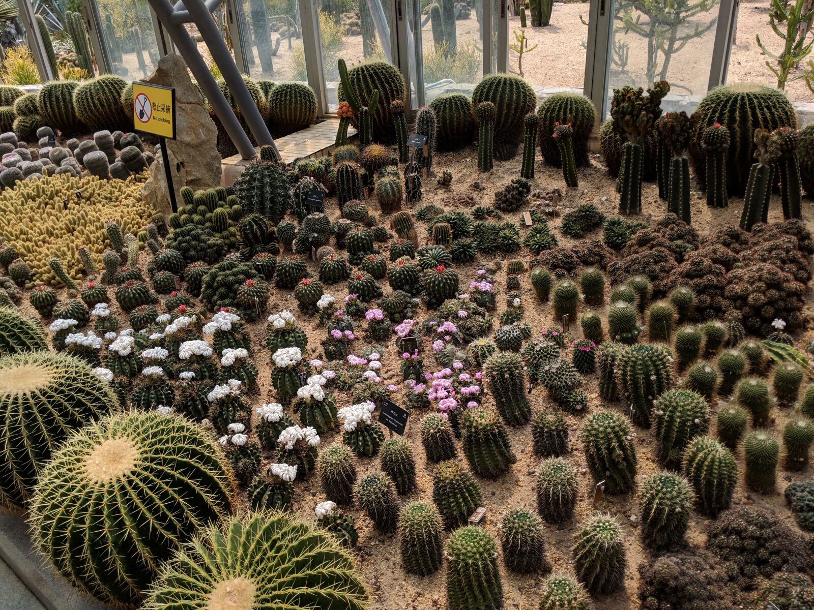 Google Pixel 2 XL sample photo. Green plants, cactus, natural photography