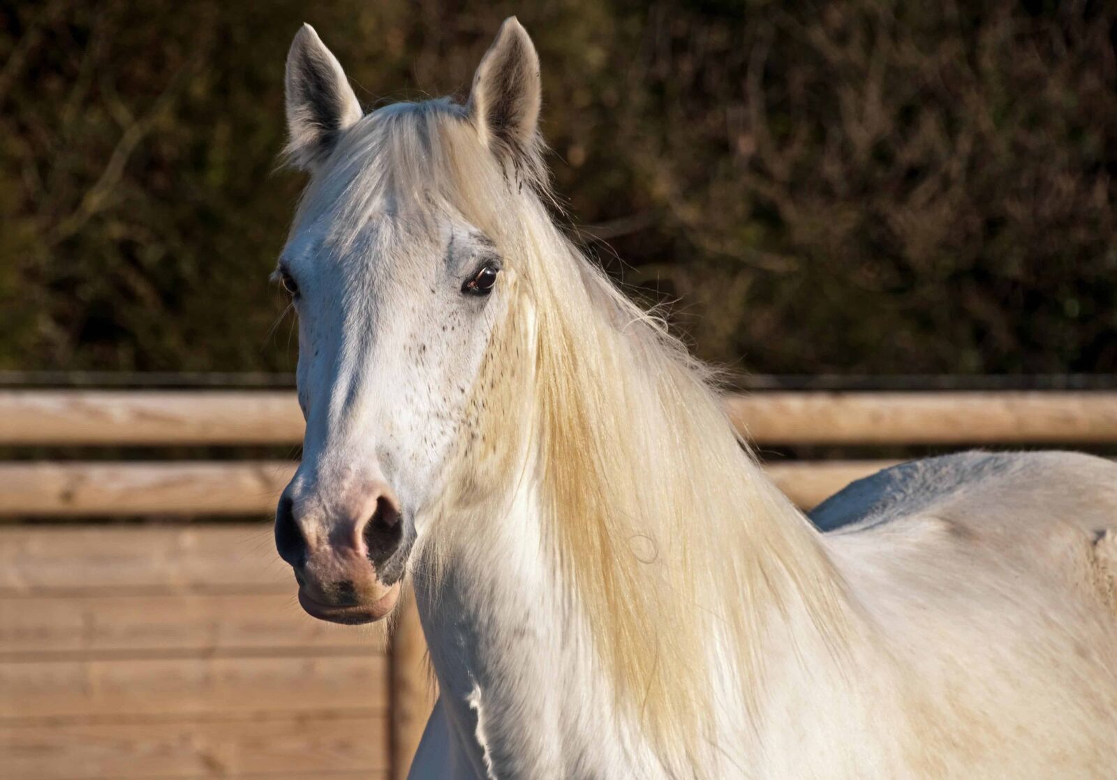 Nikon D300 sample photo. Cavalry, white horse, animal photography