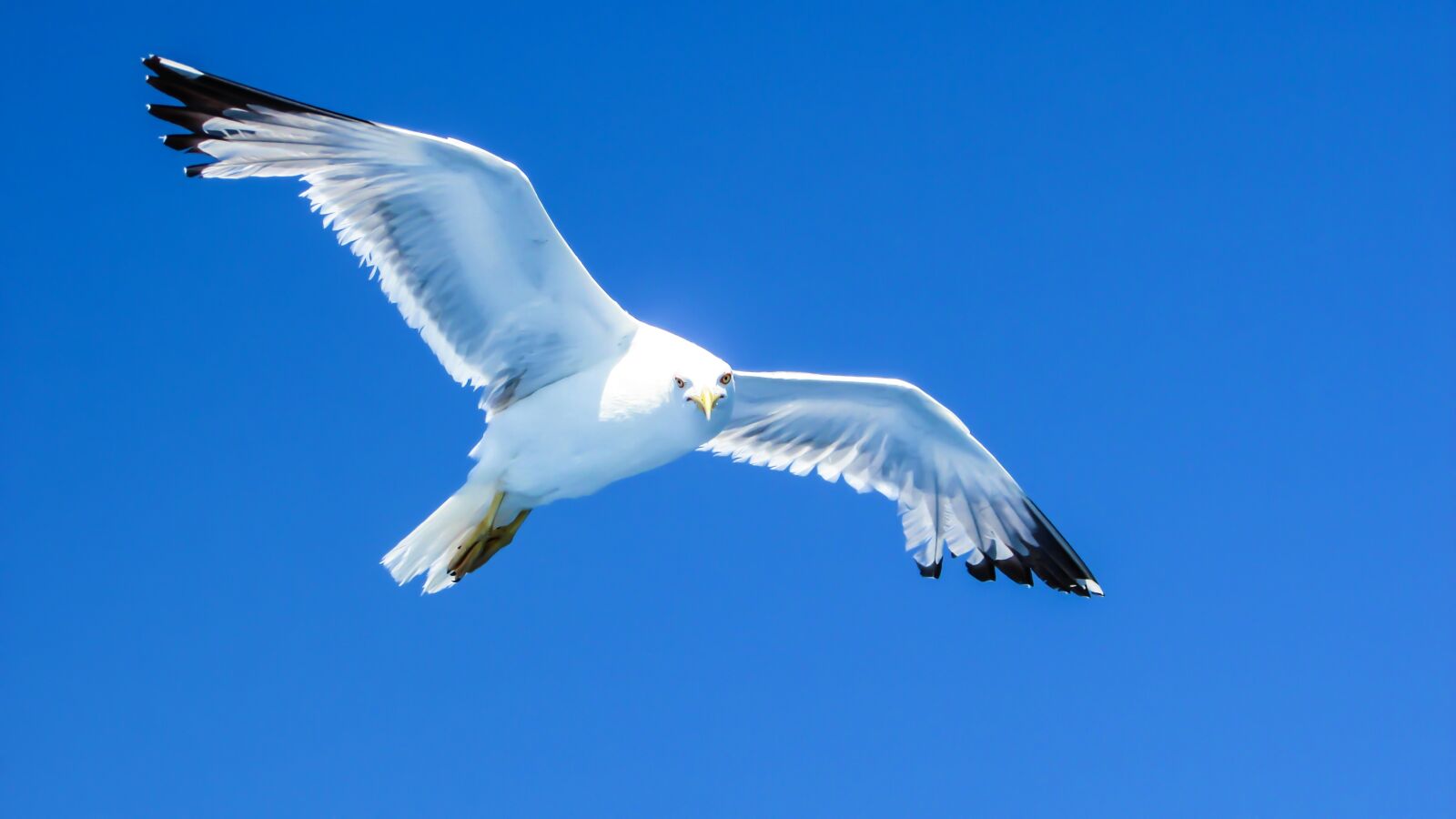 Canon PowerShot SX400 IS sample photo. Seagull, sea bird, white photography