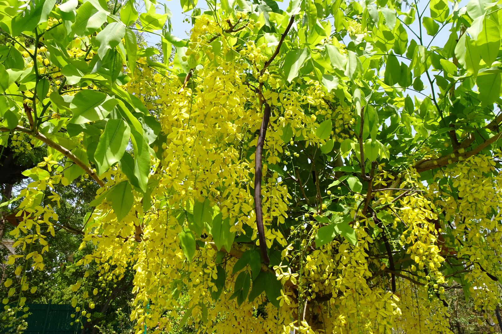 Sony DSC-WX800 sample photo. Flower, golden shower, cassia photography