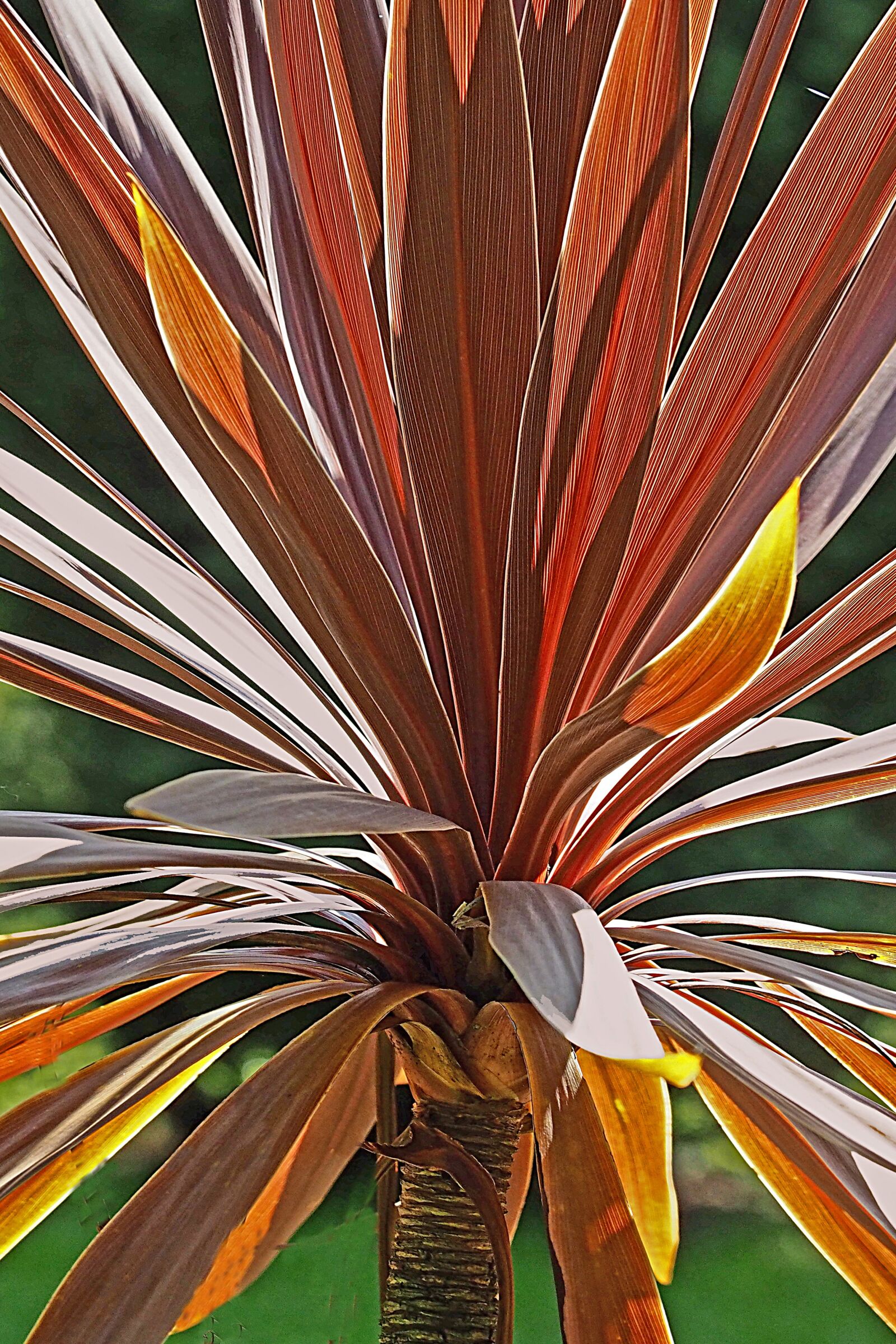 Olympus M.Zuiko Digital ED 12-100mm F4.0 IS Pro sample photo. Plant, tropical, nature photography