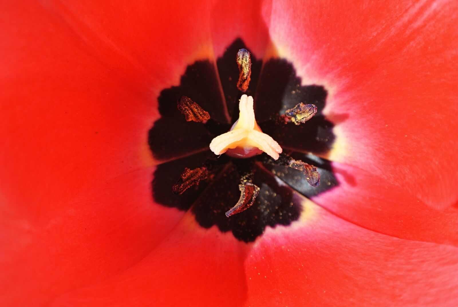Nikon 1 J1 sample photo. Tulben, red, flower photography