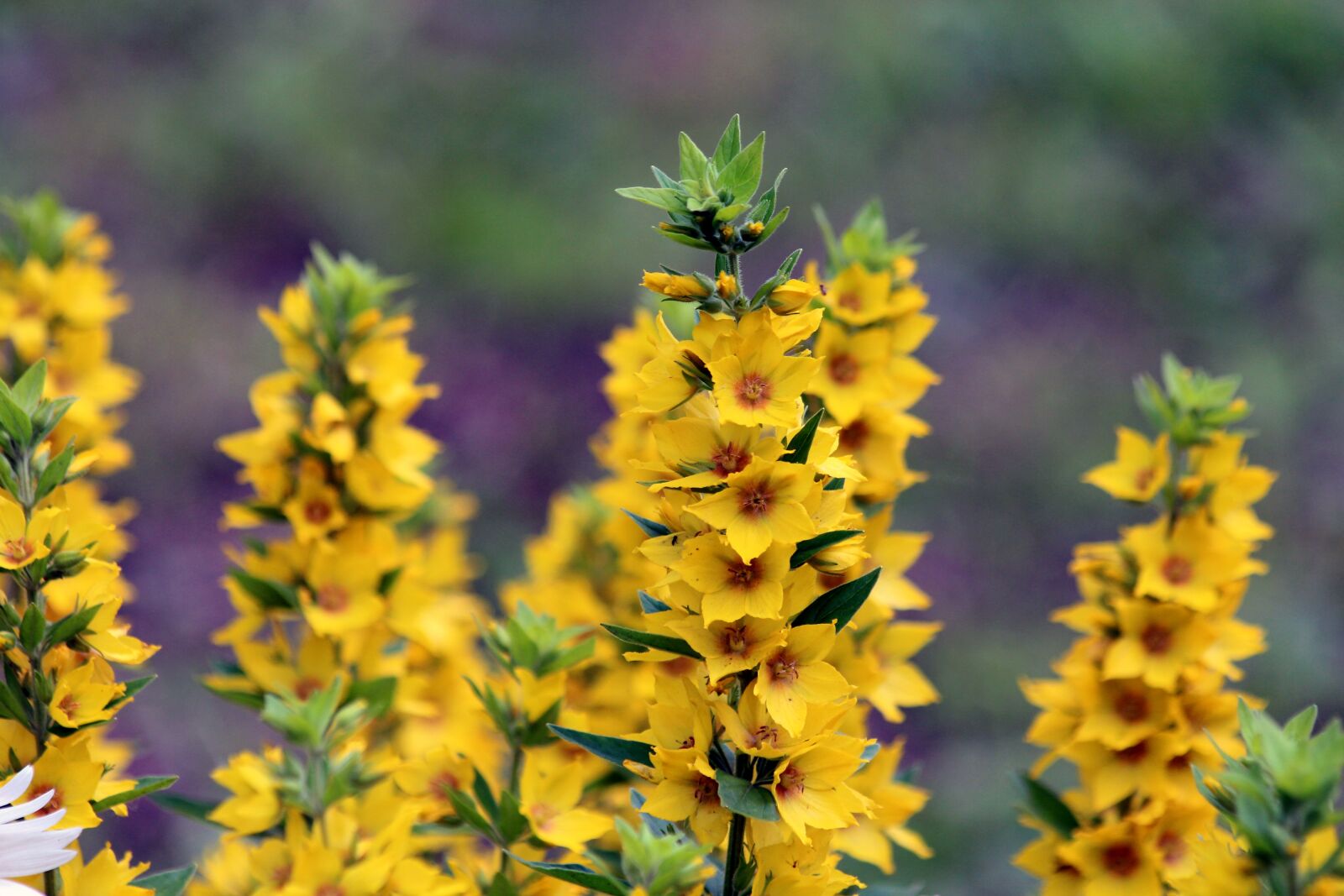 Canon EOS 650D (EOS Rebel T4i / EOS Kiss X6i) sample photo. Loosestrife, lysimachia, nature photography