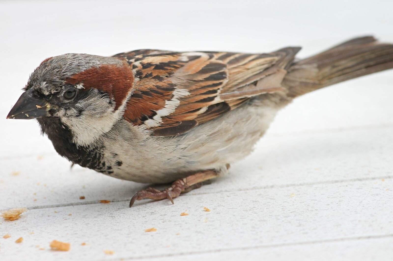 Canon EOS 1100D (EOS Rebel T3 / EOS Kiss X50) sample photo. House sparrow, sparrow, passer photography