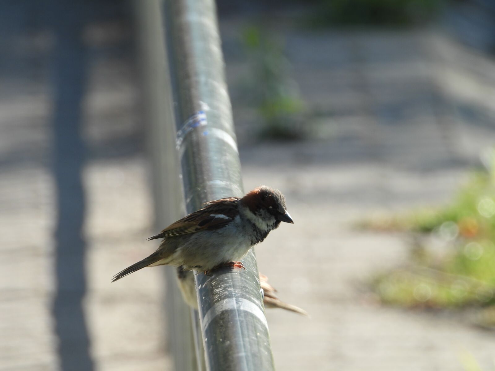 Nikon Coolpix P1000 sample photo. Sparrow, house sparrow, sperling photography