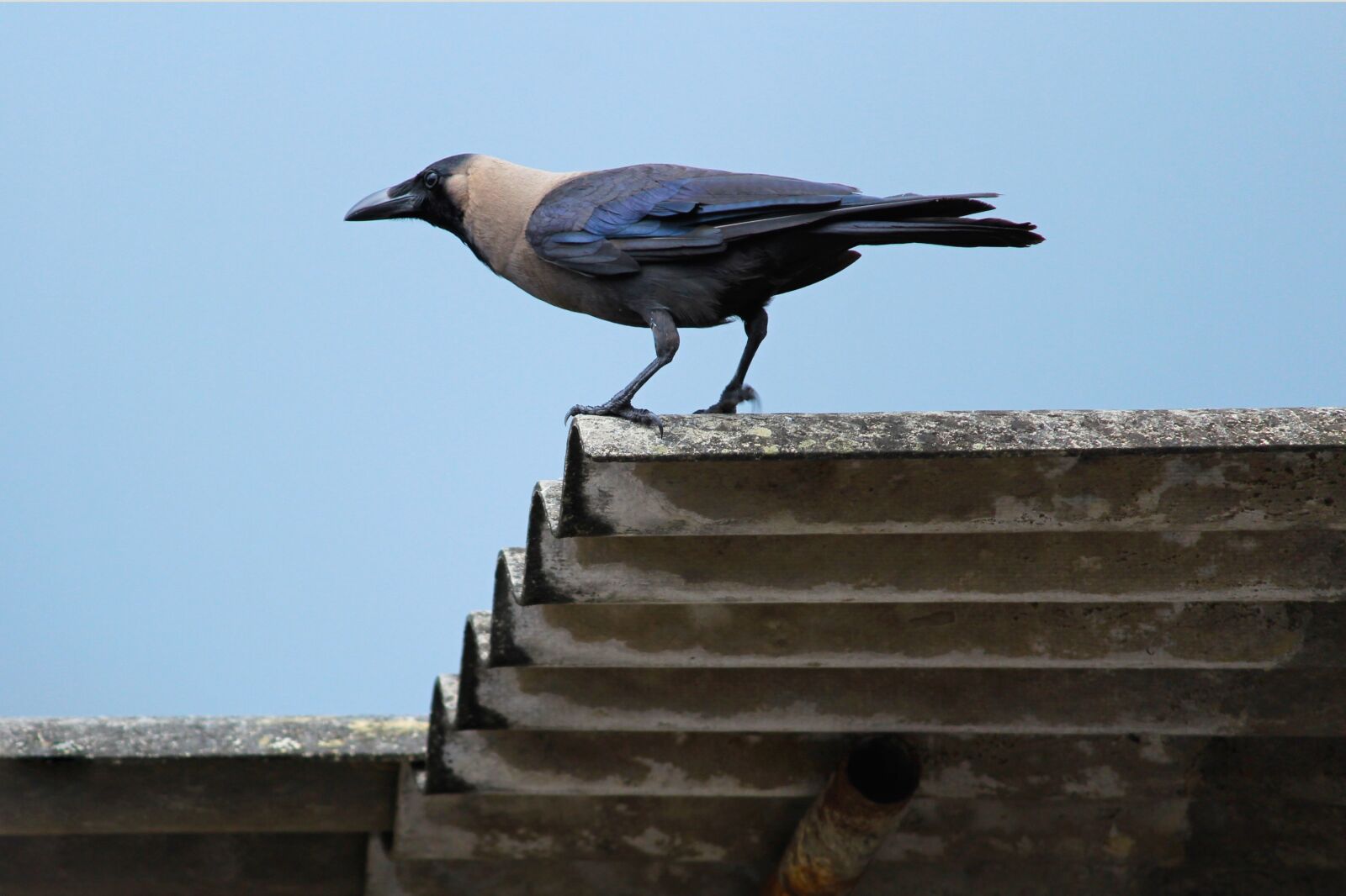 Canon EOS 700D (EOS Rebel T5i / EOS Kiss X7i) sample photo. Bird, nature, wildlife photography