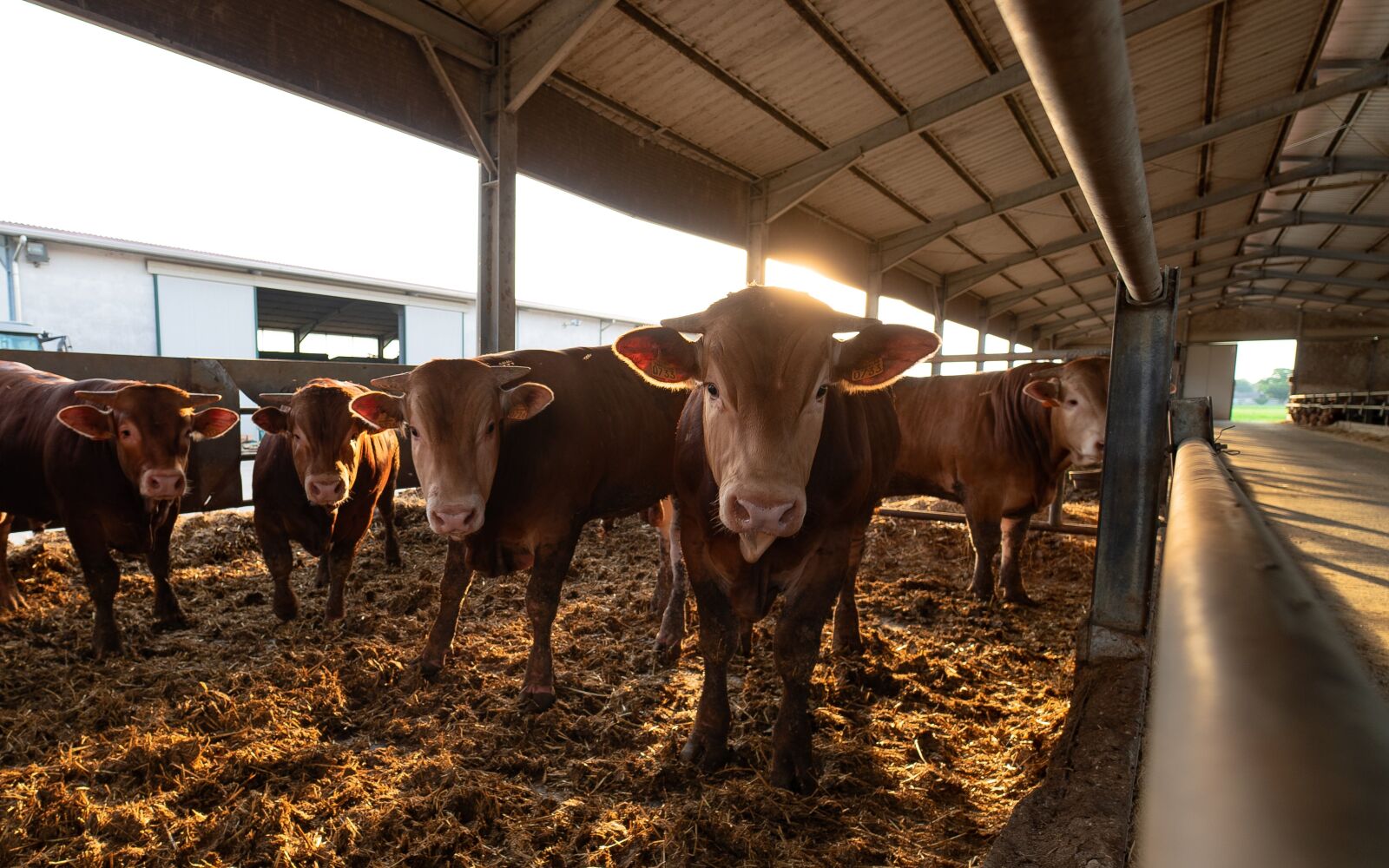 Sony a7 III + Samyang AF 14mm F2.8 FE sample photo. Limousine, cattle, tori photography