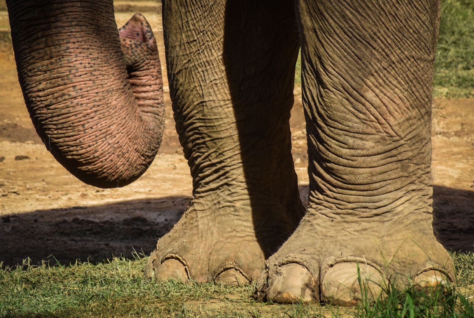 Nikon D7200 sample photo. Elephant, animali, zoo photography