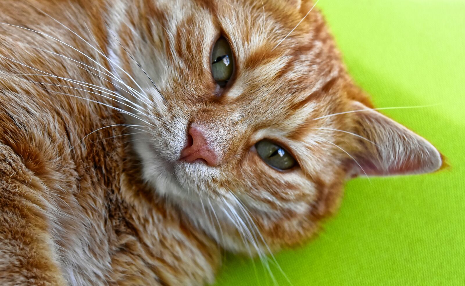 Nikon D7200 sample photo. Cat, red, cute photography