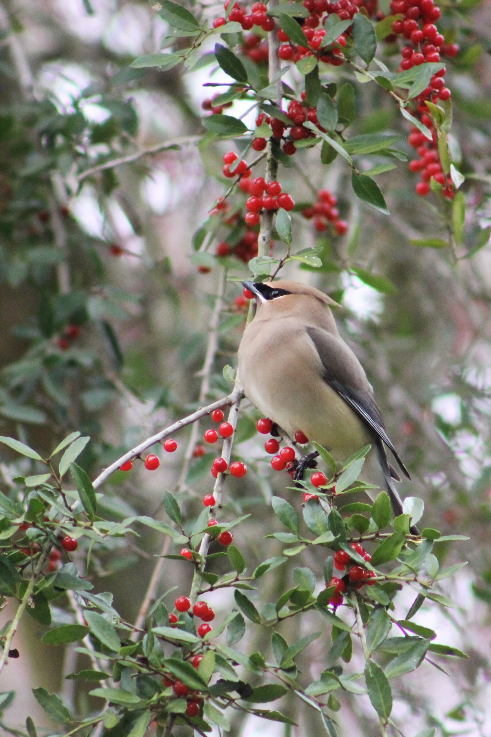 Canon EOS 550D (EOS Rebel T2i / EOS Kiss X4) sample photo. Cedar waxwing, bird, waxwing photography