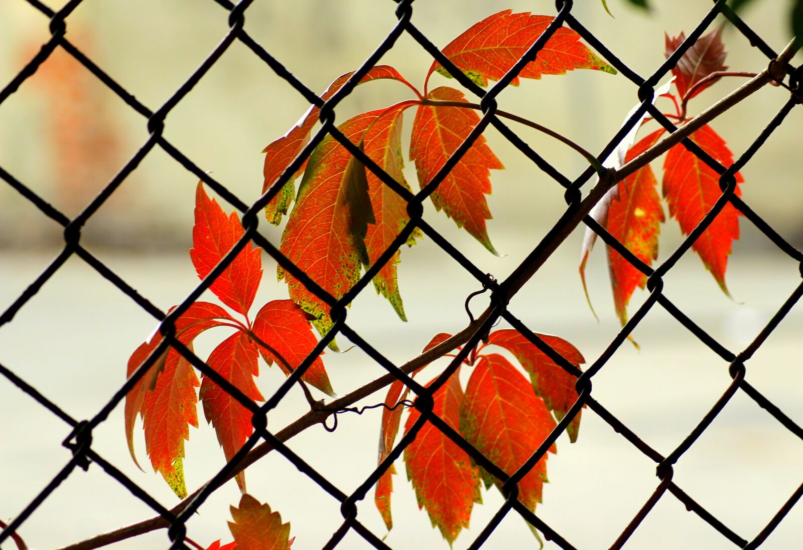 Canon EOS 1200D (EOS Rebel T5 / EOS Kiss X70 / EOS Hi) sample photo. Autumn leaves, vines, creeper photography