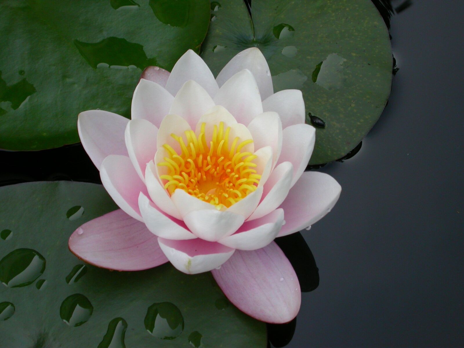Nikon E4500 sample photo. Flower, water lily, pink photography