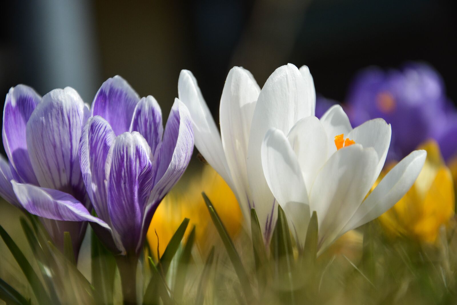 Nikon D5200 sample photo. Crocus, flower, nature photography