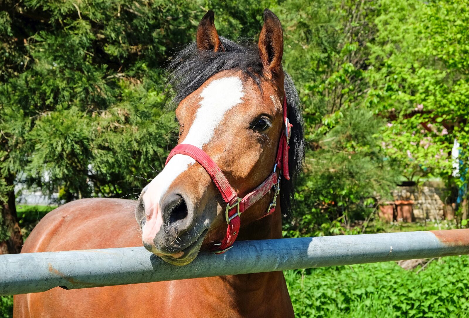 Fujifilm X-T10 sample photo. Horse, brown, animal photography