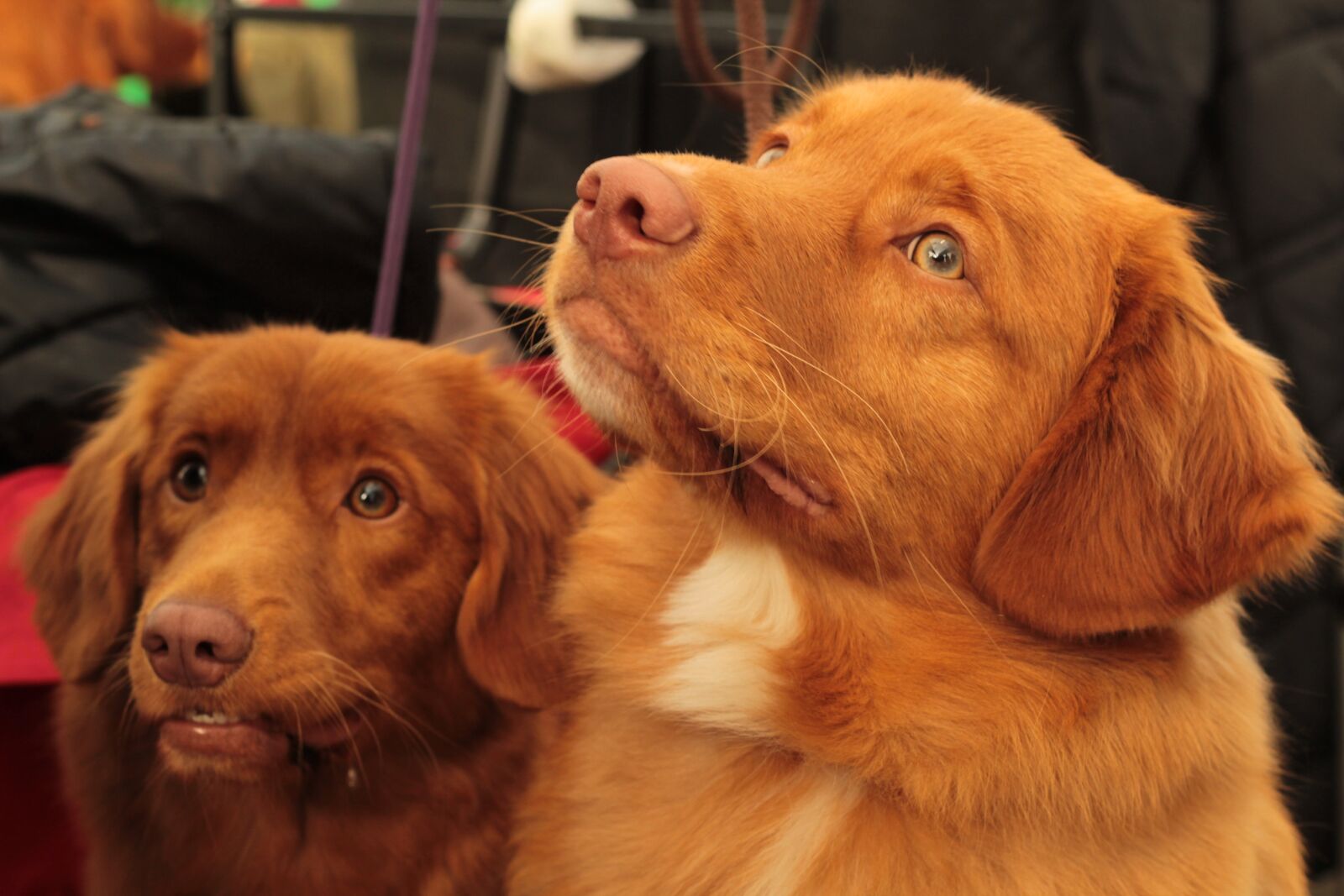 Canon EOS 600D (Rebel EOS T3i / EOS Kiss X5) + Canon EF 50mm F1.8 STM sample photo. Dogshow, pet, dog photography