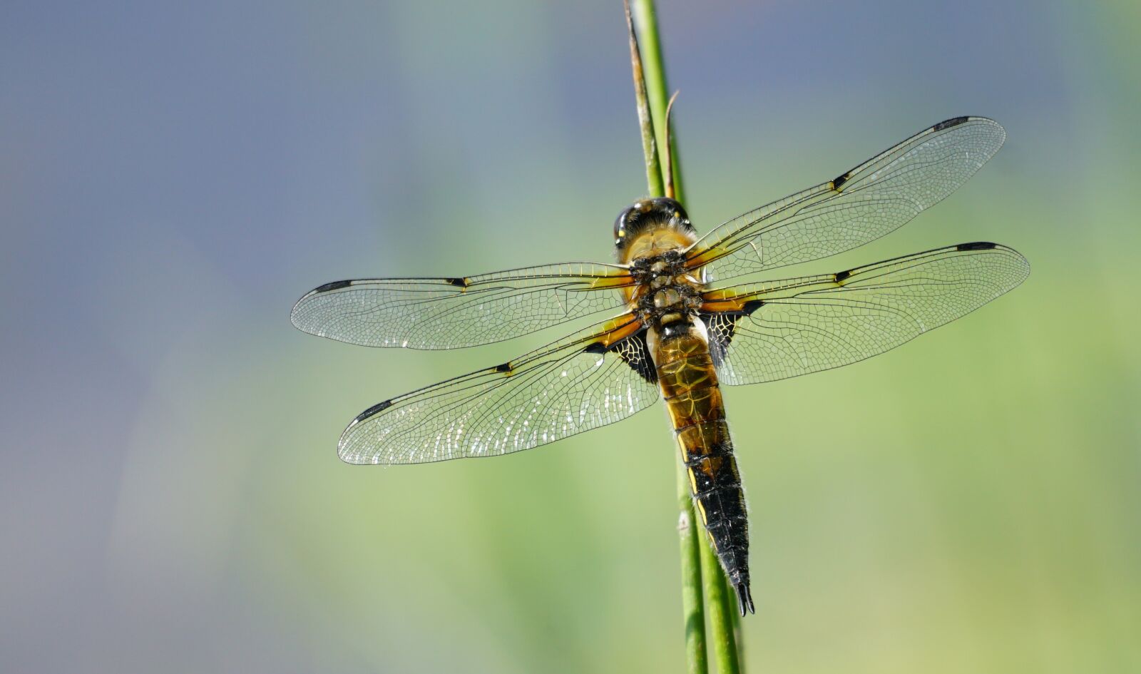 Sony a6500 sample photo. Goldsmith, insect, vial photography