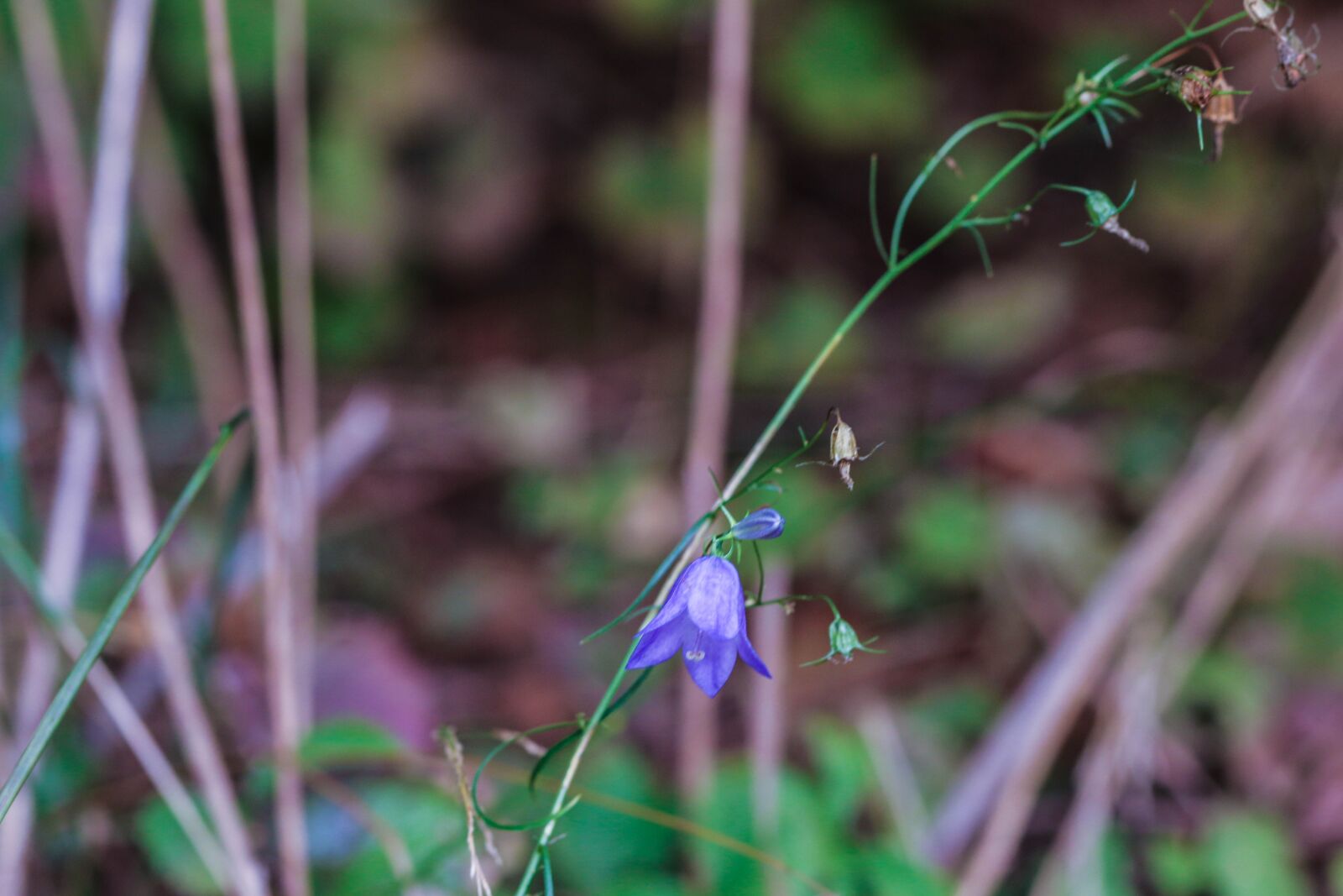 Canon EOS 7D Mark II sample photo. Bluebell, bellflower, wildflower photography