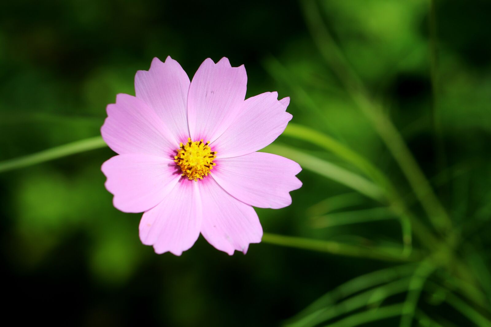 Canon EF 100mm F2.8L Macro IS USM sample photo. Flower, cosmos, petals photography