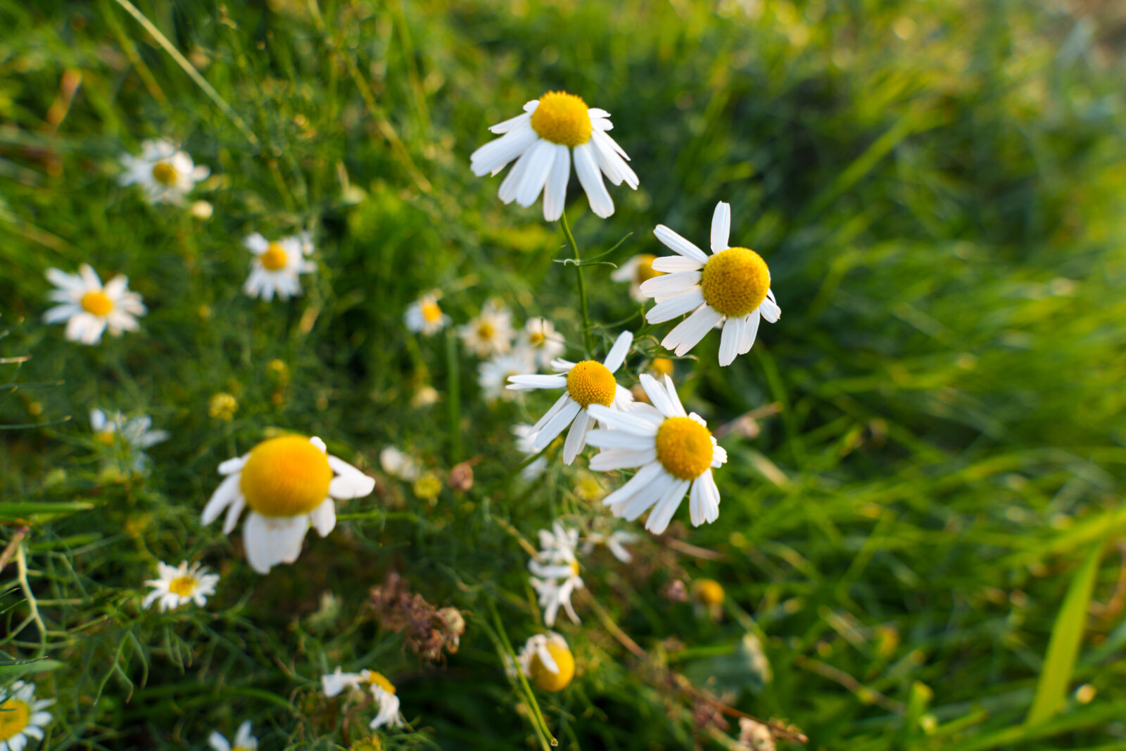 Tamron 17-50mm F4 Di III VXD sample photo. Flower morning photography
