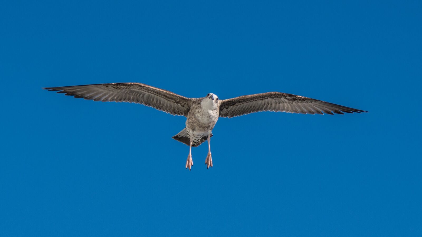 Nikon D500 sample photo. Bird, flight, sky photography