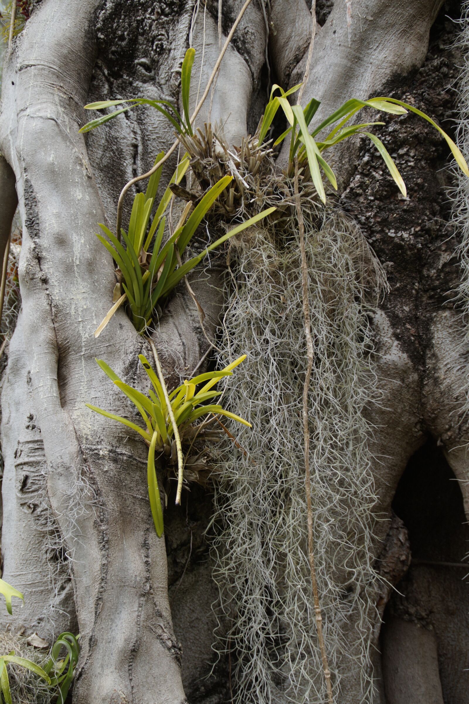 Sony SLT-A58 sample photo. Parasitic plants, old man photography