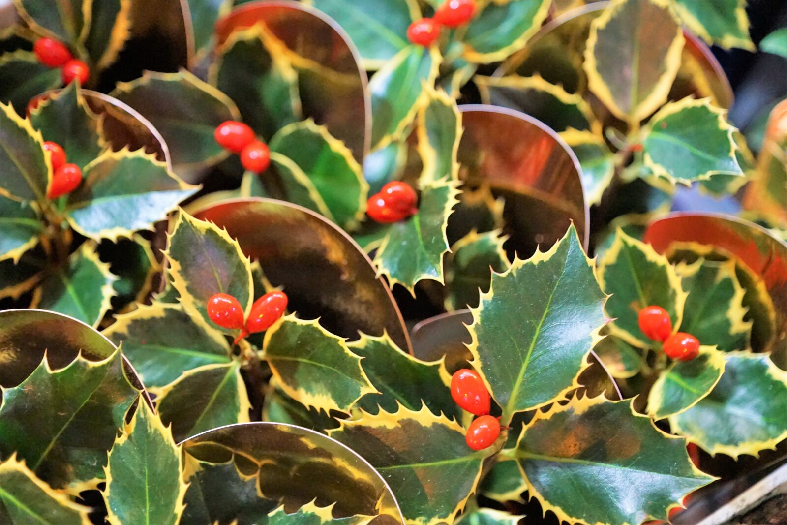 Sony ILCA-77M2 + Sony DT 16-50mm F2.8 SSM sample photo. Holly, berries, spur photography