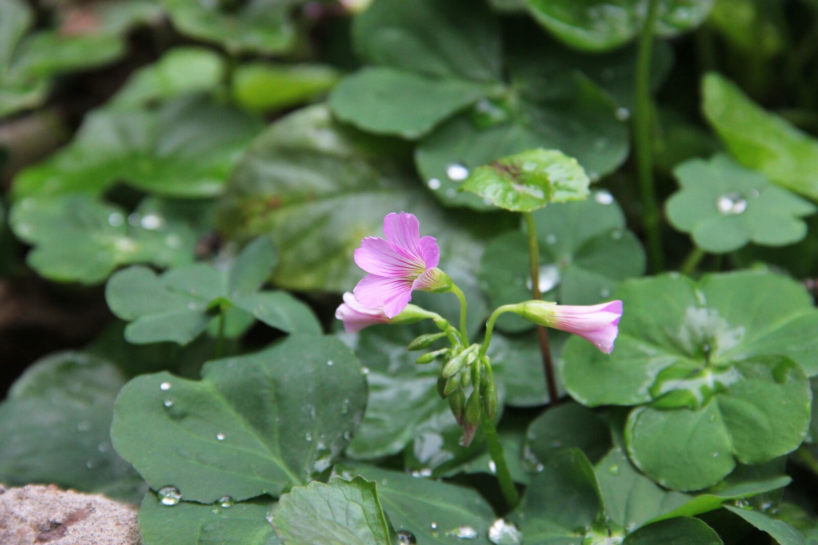 Canon EOS 60D sample photo. Flower, plant, nature photography
