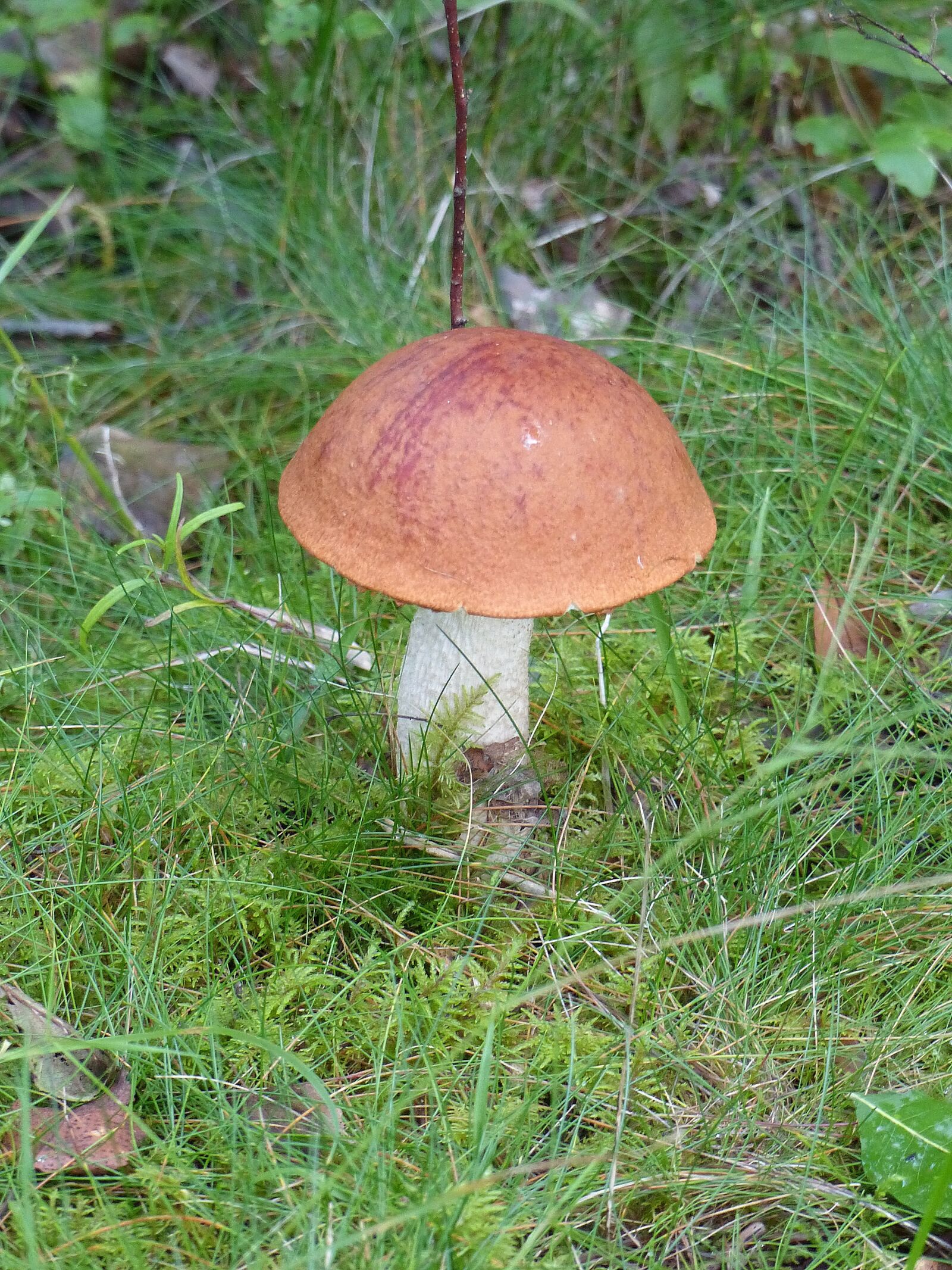 Panasonic Lumix DMC-FZ200 sample photo. Mushroom, forest, autumn photography