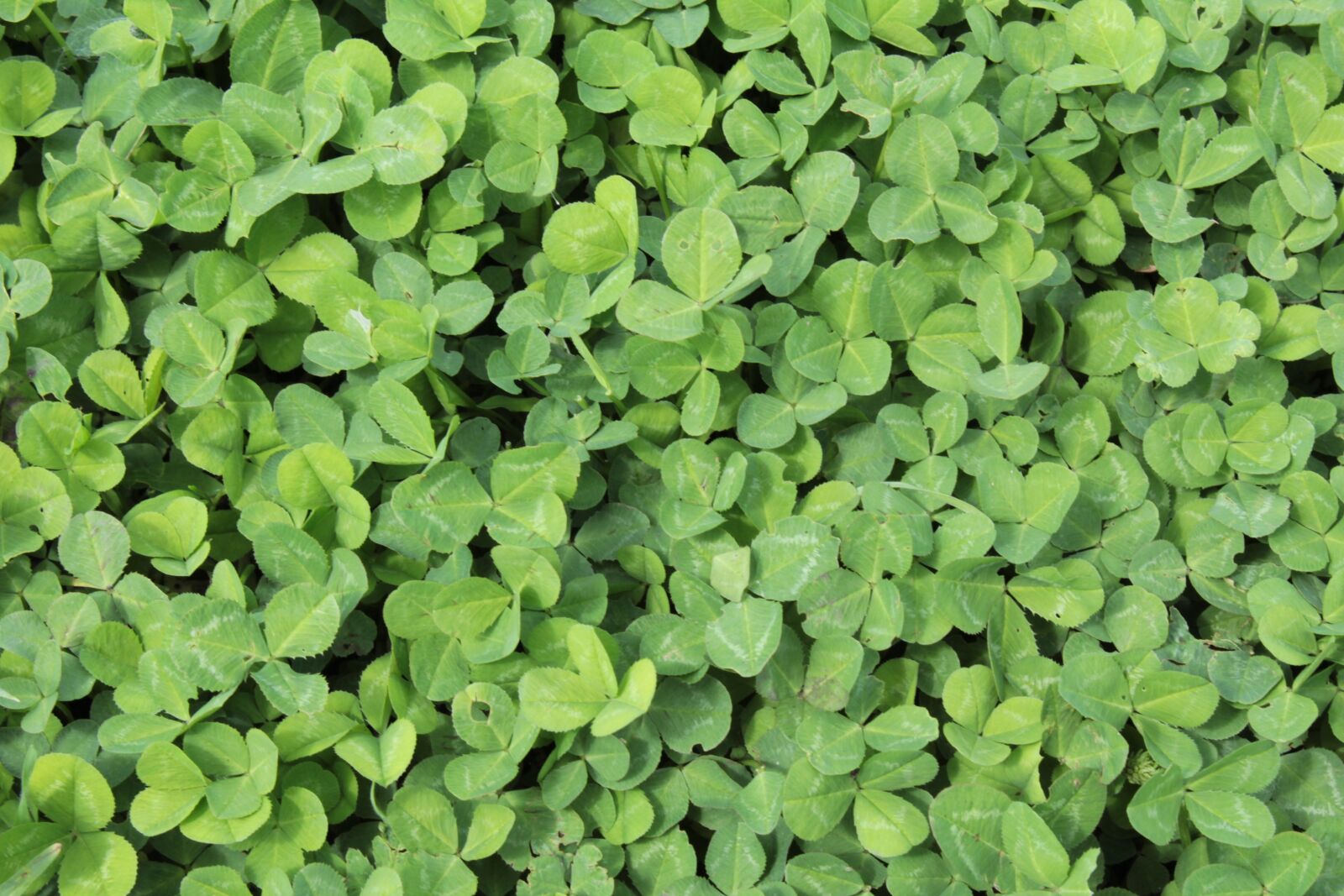 Canon EOS 1200D (EOS Rebel T5 / EOS Kiss X70 / EOS Hi) sample photo. Clover leaves, meadow, nature photography