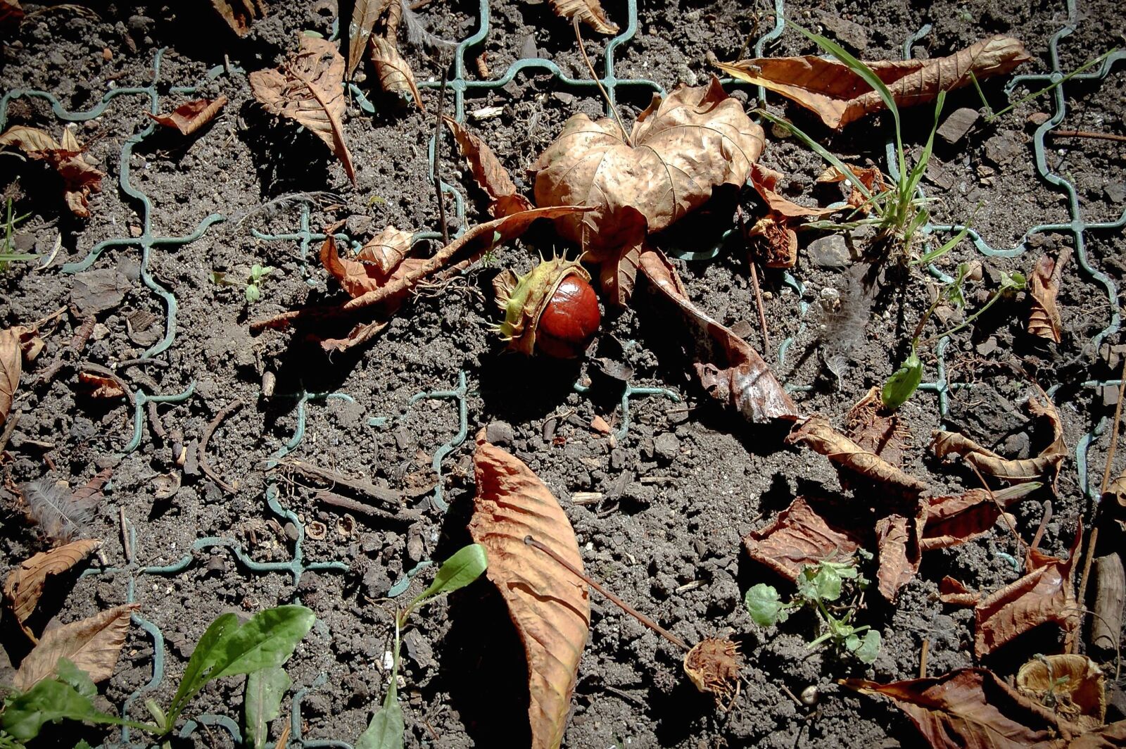 Nikon D40 sample photo. Chestnut, wild, leaf, ground photography