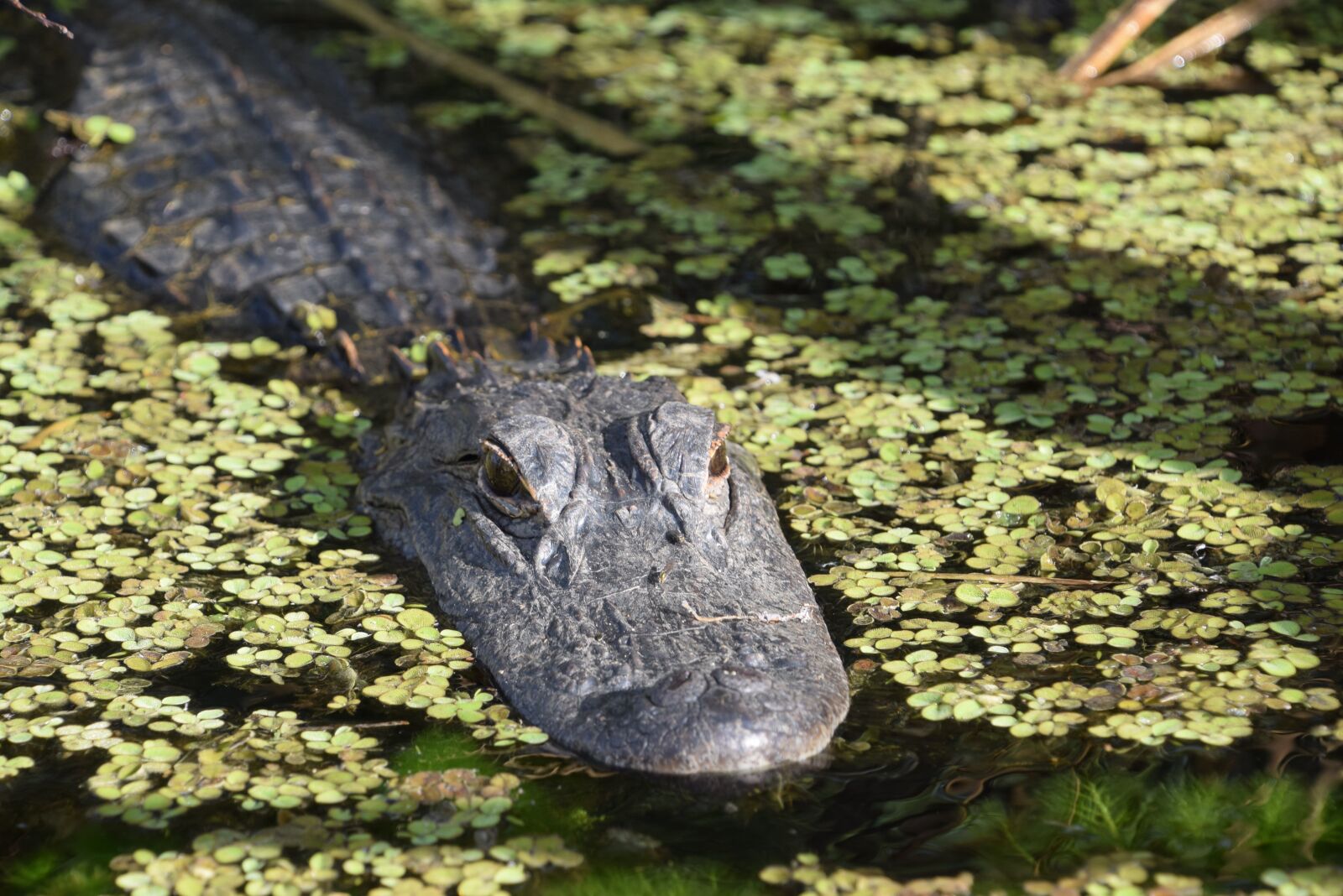 Nikon D3300 sample photo. Alligator, in, florida photography
