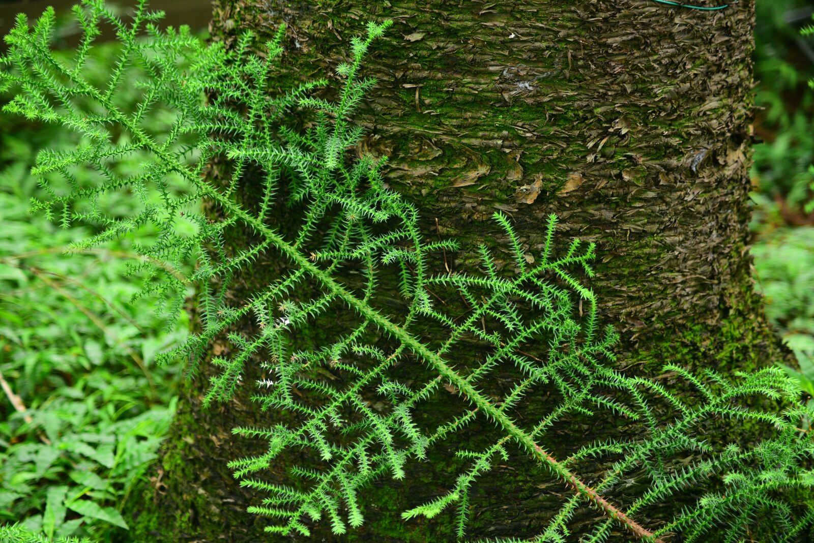Nikon D750 sample photo. Tree, pine tree, woods photography