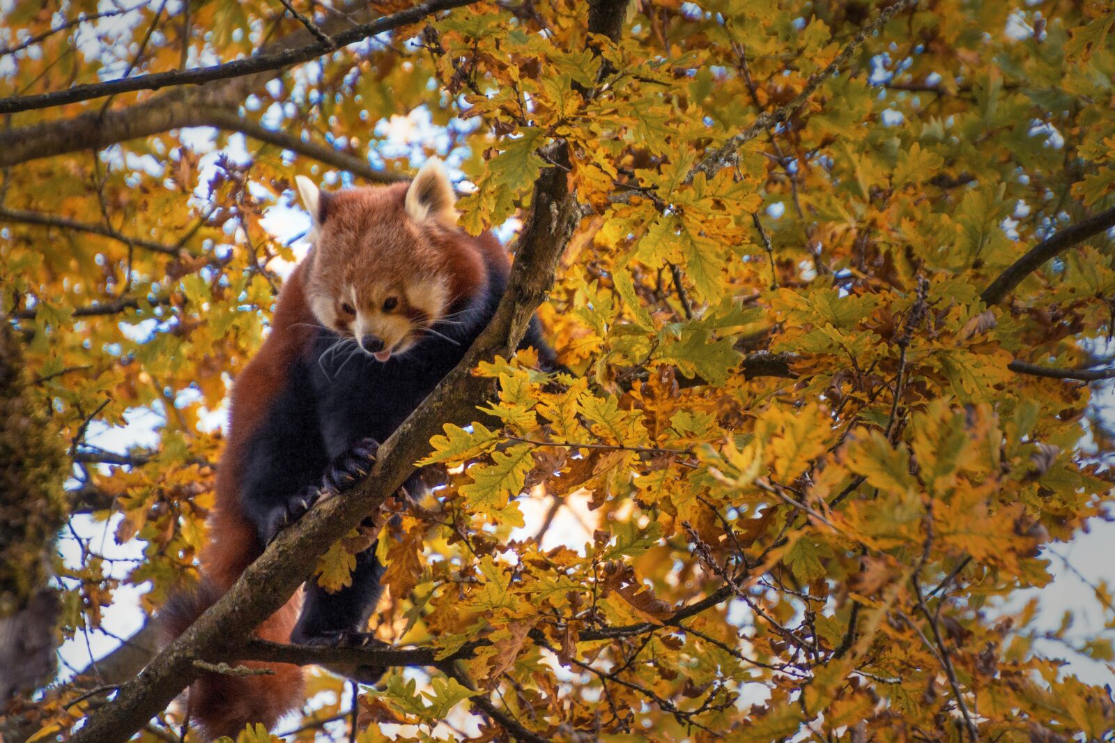 Canon EOS 70D sample photo. Red panda, tree, climbing photography