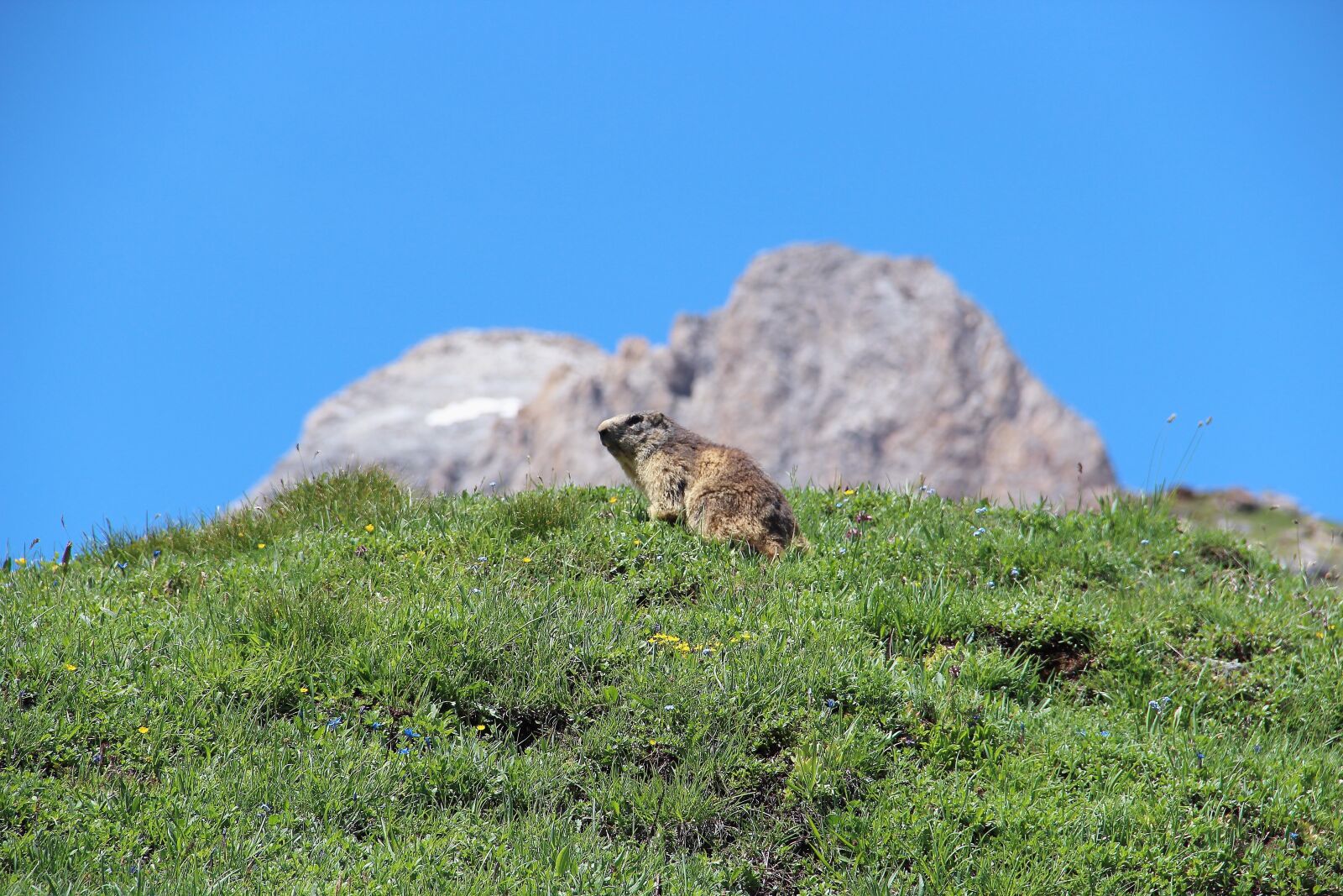 Canon EOS 600D (Rebel EOS T3i / EOS Kiss X5) sample photo. Marmot, mountain, summer photography