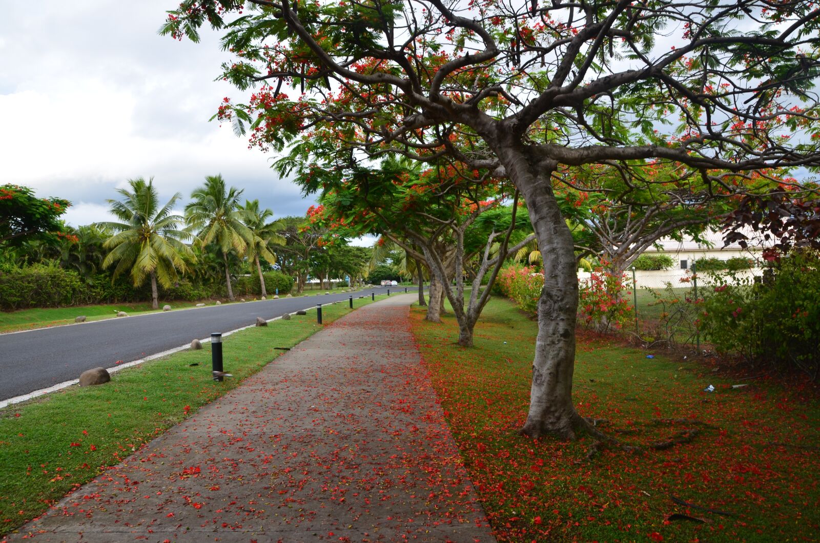 Nikon D7000 sample photo. Fiji, tree, red flowers photography
