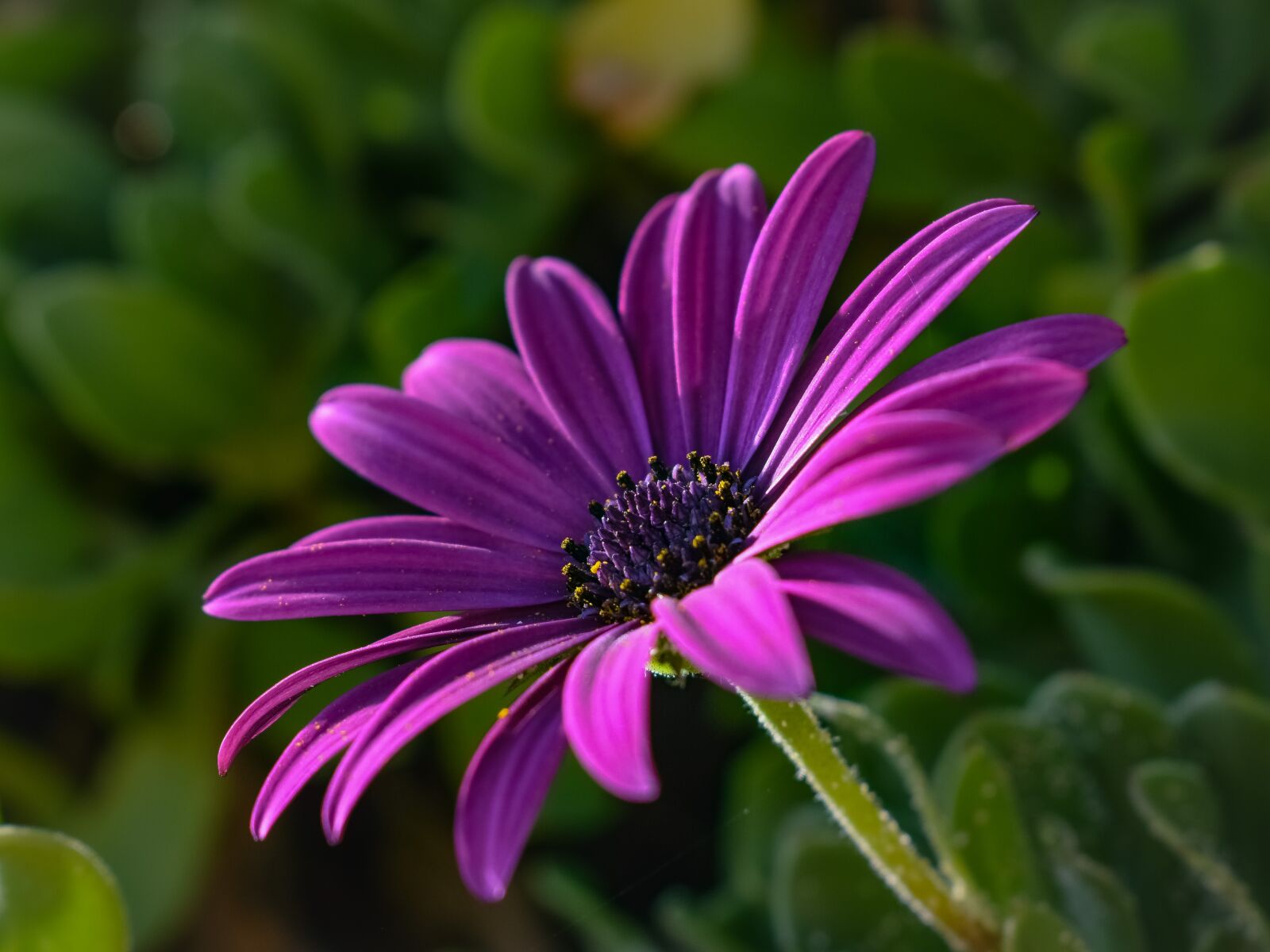 Nikon D3300 sample photo. African daisy, osteospermum, flower photography