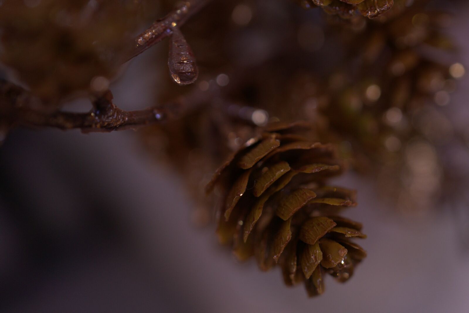 Sony a7 II + Sony FE 50mm F2.8 Macro sample photo. Christmas, pine cones, advent photography