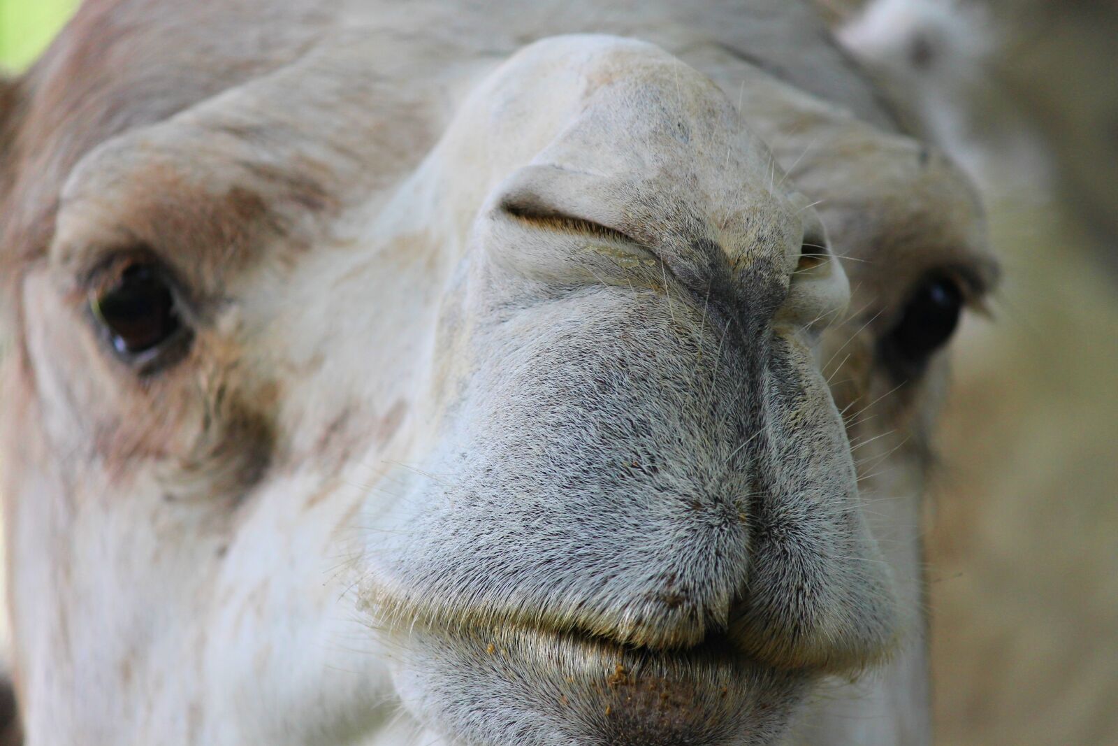 Canon EOS 1100D (EOS Rebel T3 / EOS Kiss X50) sample photo. Dromedary, camel, nose photography