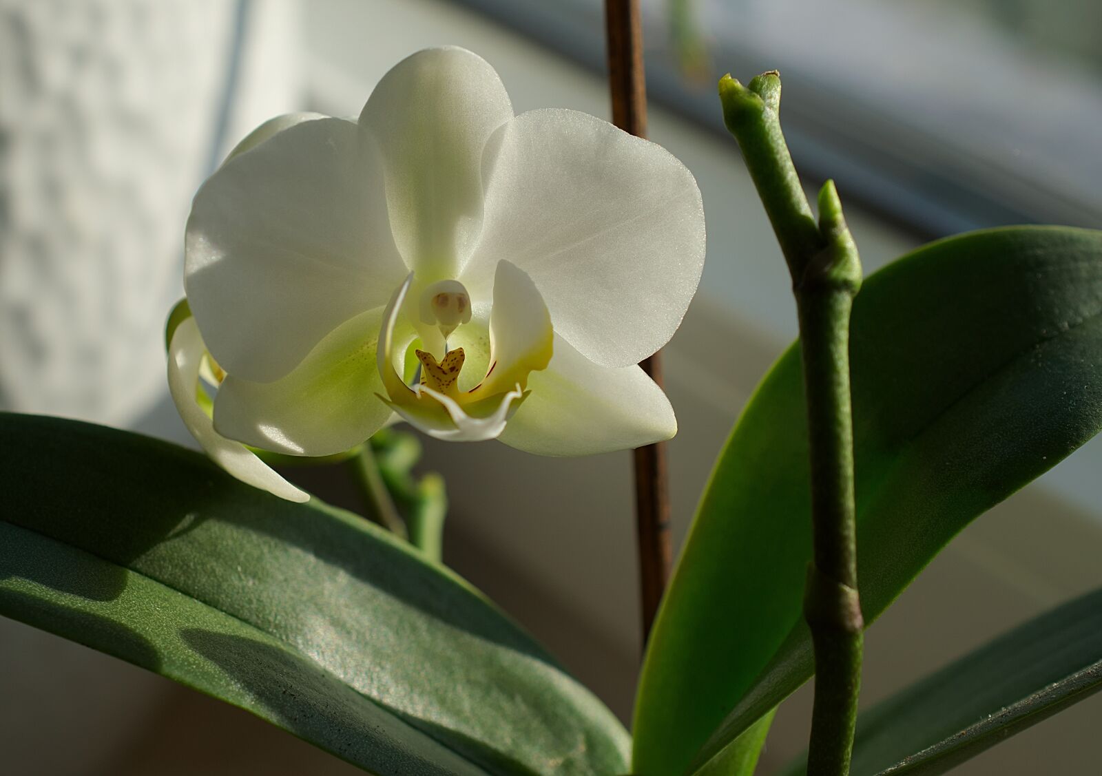 Nikon D3300 sample photo. Orchid, blossom, bloom photography