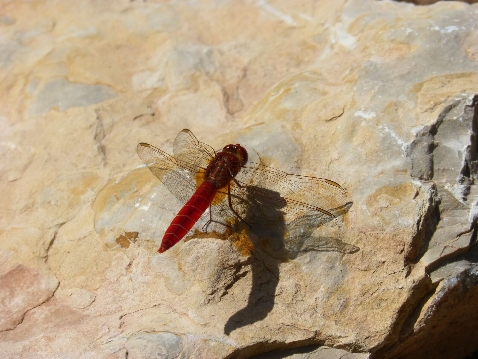 Panasonic DMC-FZ62 sample photo. Red dragonfly, reflection, dragonfly photography
