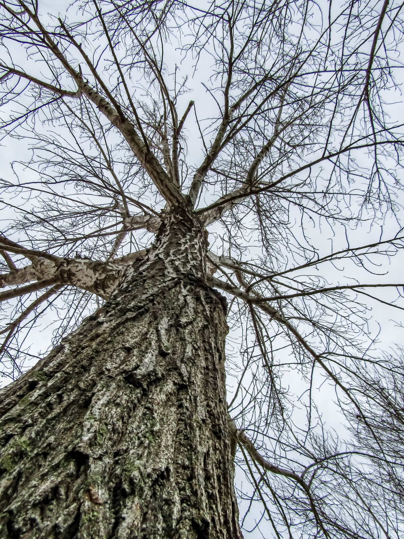 Canon PowerShot SX410 IS sample photo. Tree, wood, branch photography