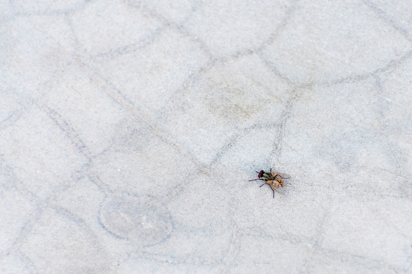 Nikon D3400 sample photo. Housefly, fly, house fly photography