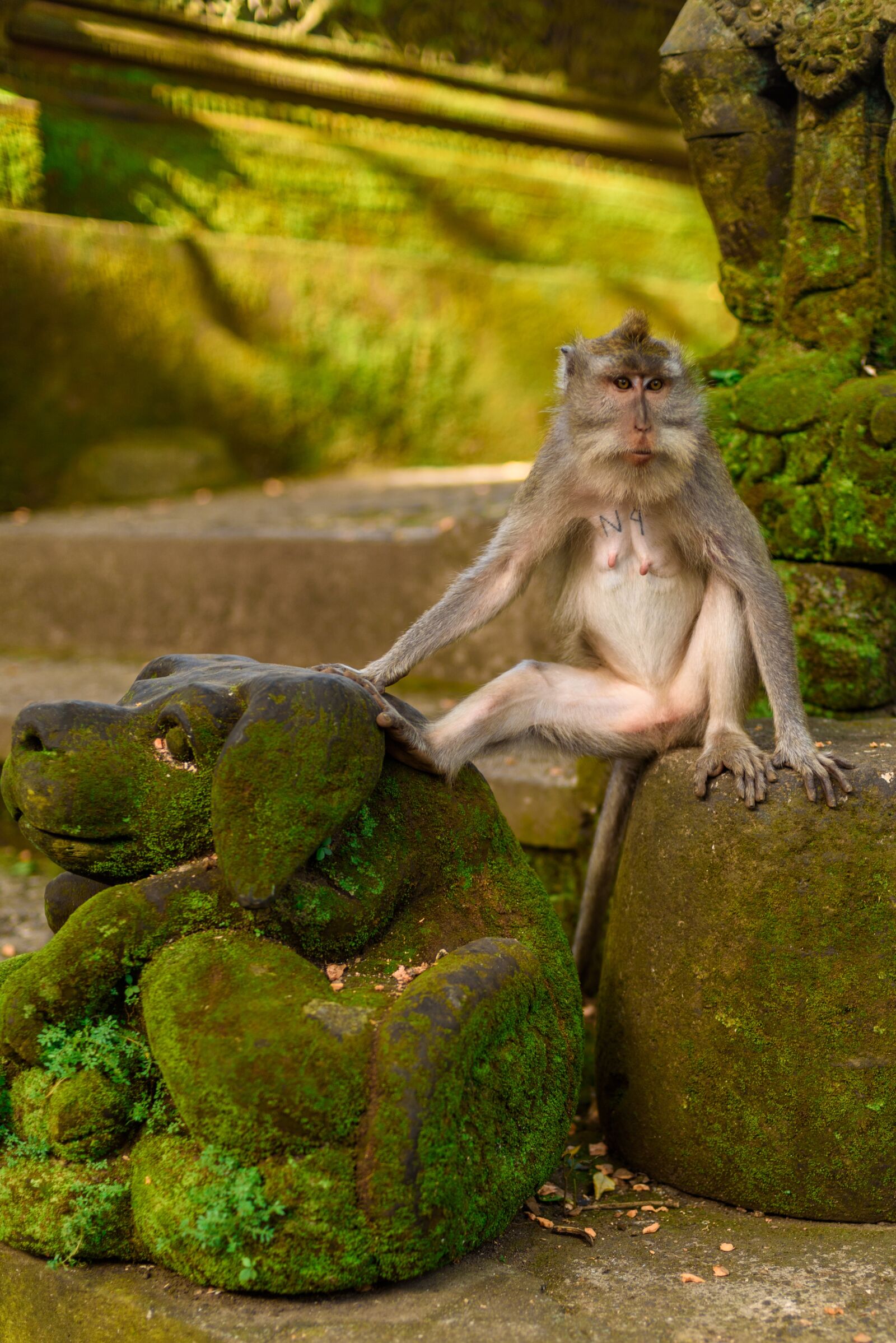 Nikon D750 sample photo. Indonesia, bali, park photography