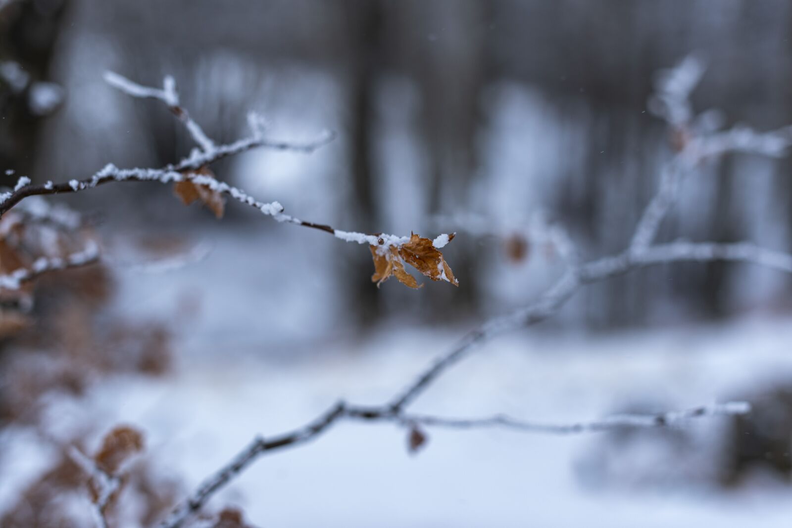 Nikon D750 sample photo. Winter, snow, nature photography