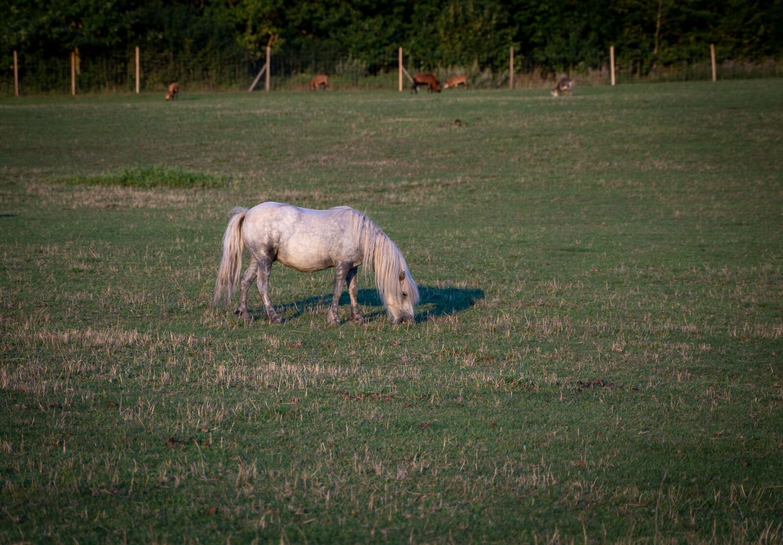 Sony a7 III + Tamron 28-75mm F2.8 Di III RXD sample photo. Donkey, grey donkey, pasture photography