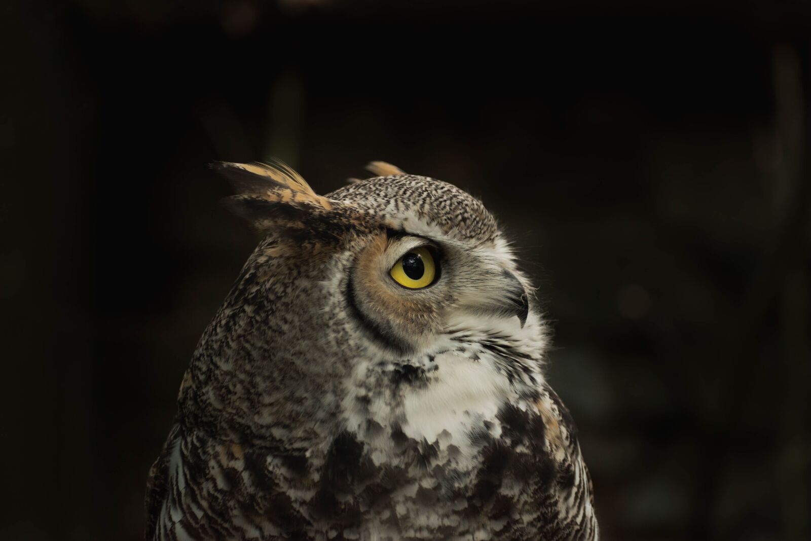 Nikon D5600 sample photo. Animal, zoo, nature photography