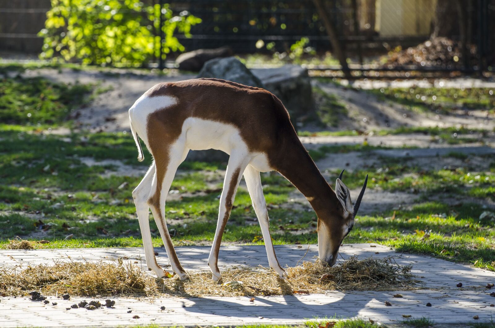 Nikon D7000 sample photo. Zoo, tiergarten, vienna photography